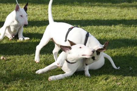 Thor III / Jamaica / Kale